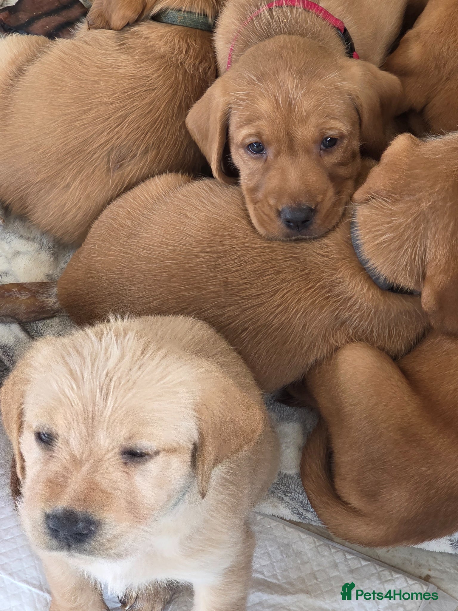 Mixed Breed dogs Labrador x Wirehaired Vizsla Puppies  - Advert 2
