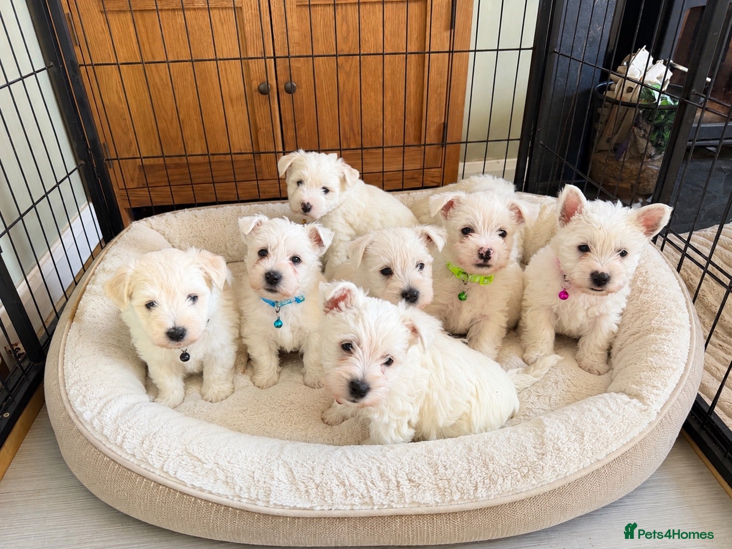 West Highland Terrier dogs West highland Terrier pup - 1 boy left £1,500 - Advert 1