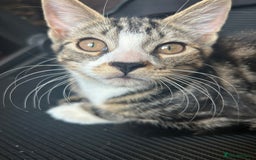 Mixed Breed cats for sale: 4 month old kitten (has an underdeveloped hand) - Image 3
