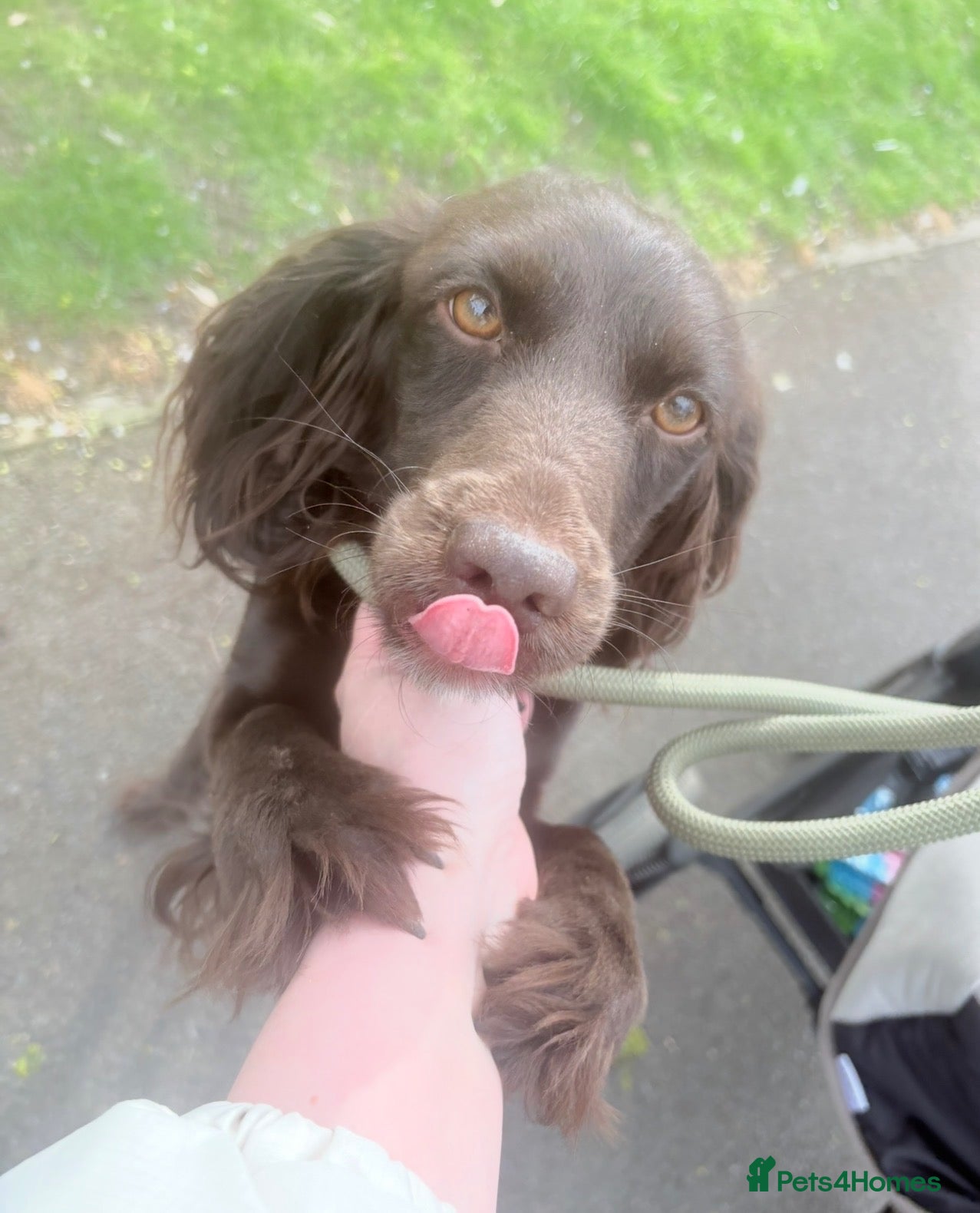English Springer Spaniel dogs Beautiful Chocolate Spaniel-Type Female Dog  - Advert 6