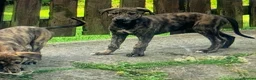 Lurcher dogs for sale: First cross saluki greyhounds  - Advert 10