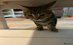 Domestic Shorthair cats for sale: Gorgeous tabby kitten  - Image 7