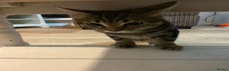 Domestic Shorthair cats for sale: Gorgeous tabby kitten  - Advert 7
