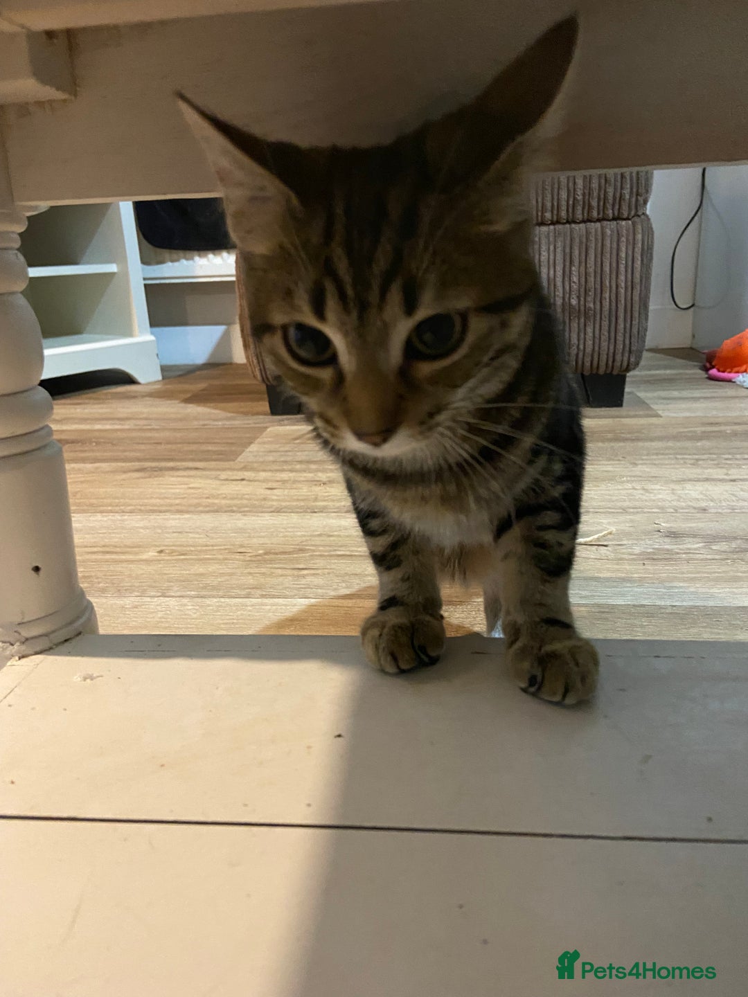 Domestic Shorthair cats for sale: Gorgeous tabby kitten  - Image 7