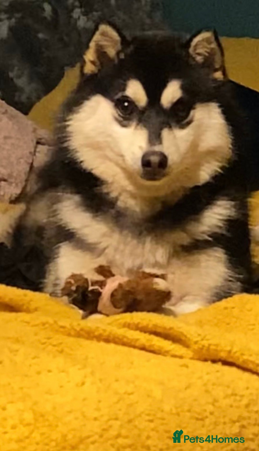 Pomsky dogs for sale: Very Tiny F4 Pomskys  - Image 9