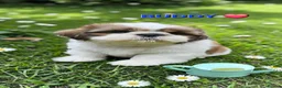 Shih Tzu dogs for sale: RARE BLACK STANDARD SHIH TZU WITH BLUE  SKIN - Advert 18