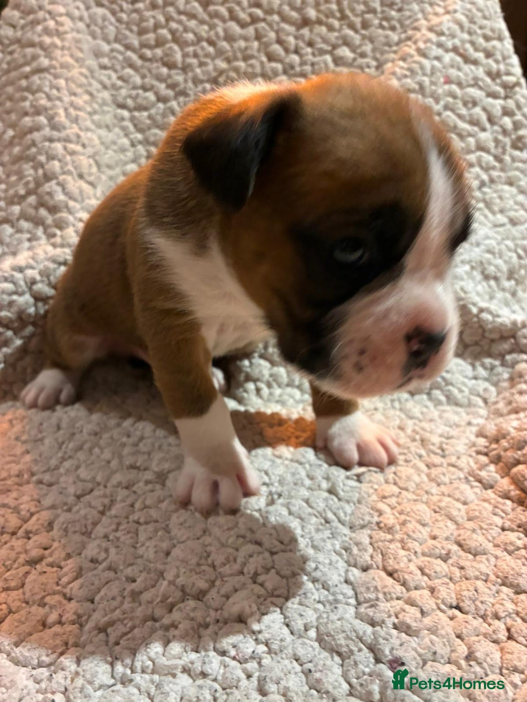 Boxer dogs for sale: Kc ref boxers bobtail pups available  - Advert 2