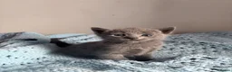 Russian Blue cats for sale: PURE PEDIGREE RUSSIAN BLUE KITTENS INSTAGRAM STARS - Advert 14