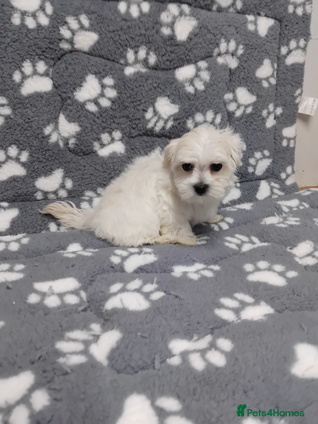 Maltese dogs for sale: Maltese female puppy - Advert 6