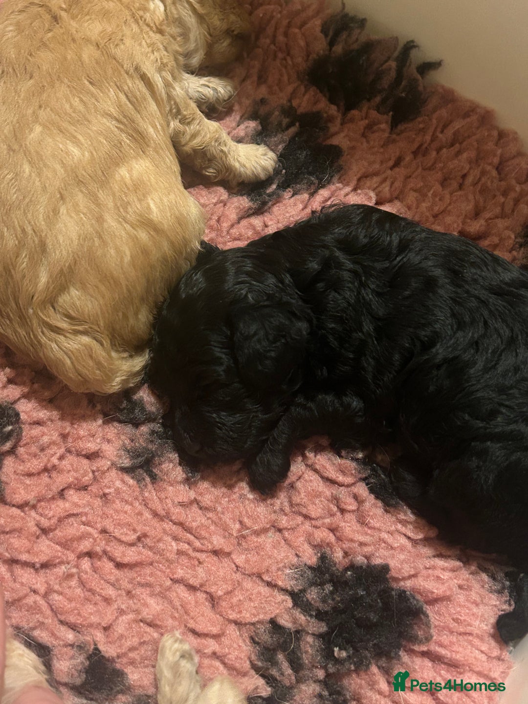 Toy Poodle dogs for sale: KC toy poodles by health tested parents  - Advert 8