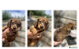 Dachshund dogs for sale: 6 beautiful Dapple Dachshunds left - Image 3
