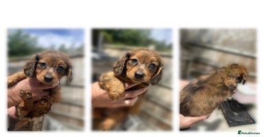Dachshund dogs - Advert 8