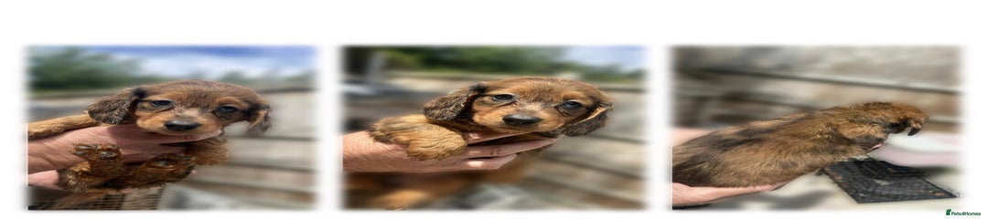 Dachshund Puppy 4