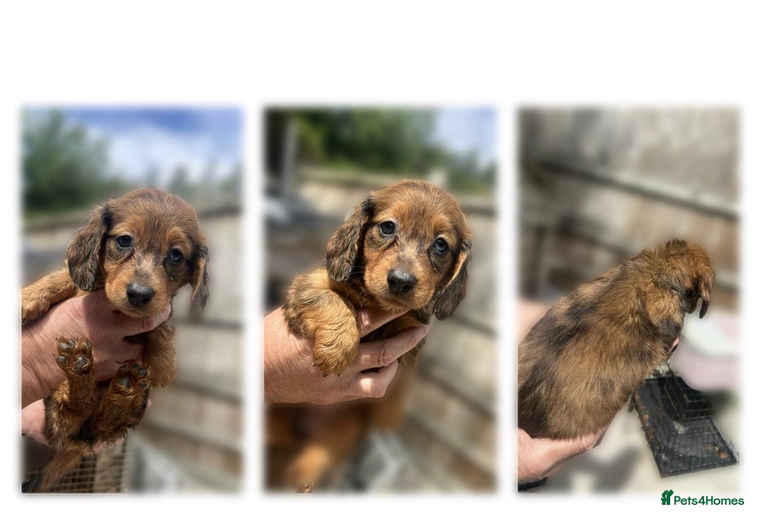 Dachshund dogs for sale: 6 beautiful Dapple Dachshunds left - Image 3