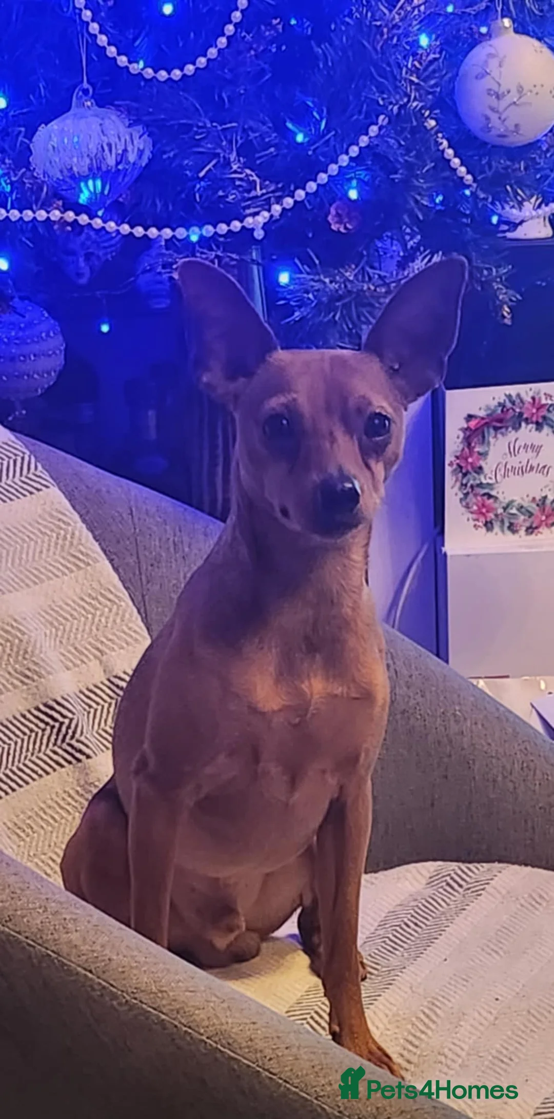 Miniature Pinscher dogs for stud: Toffik the stud  in Halifax - Advert 12