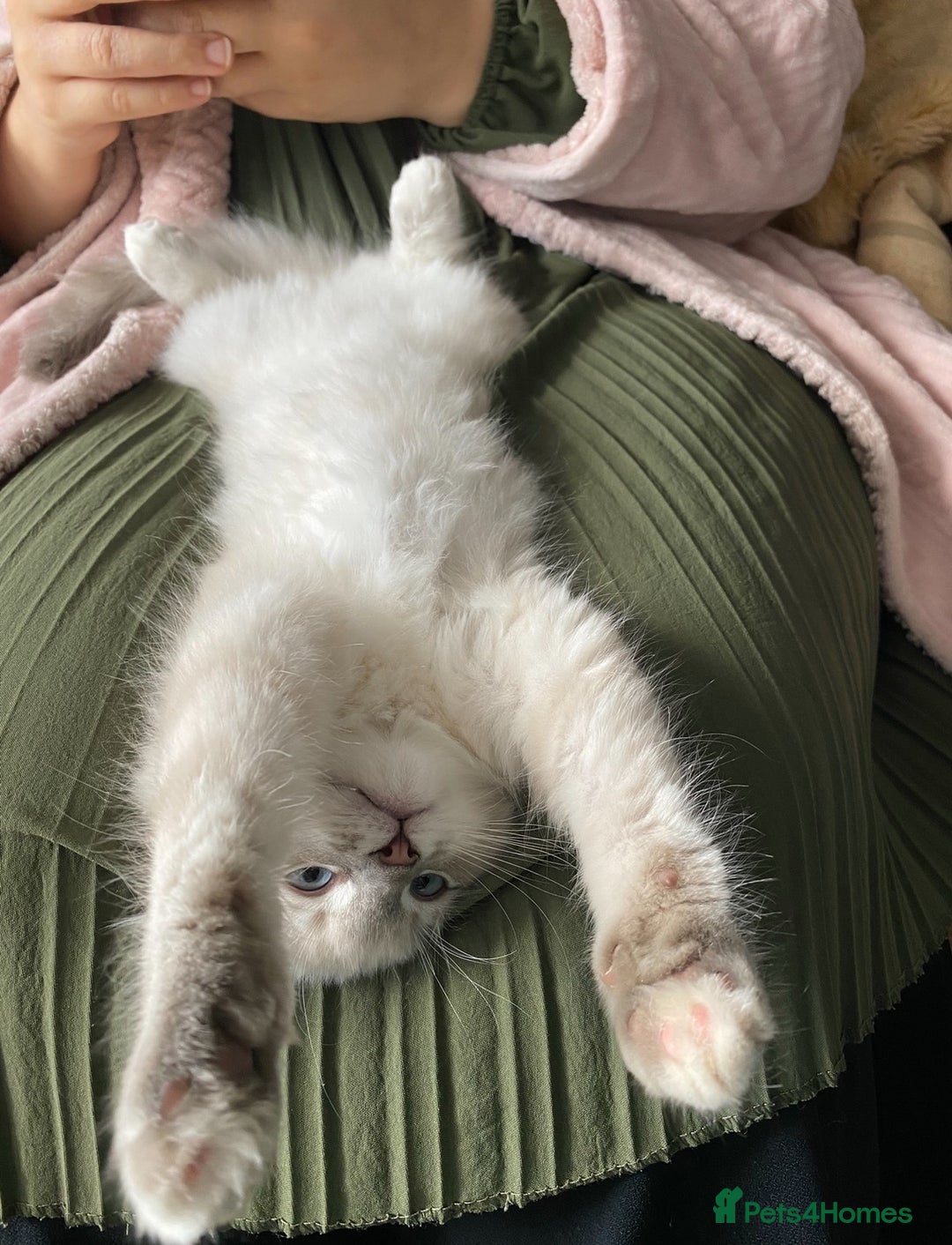 Ragdoll cats for sale: Ragdoll kittens due 25th August  - Image 10