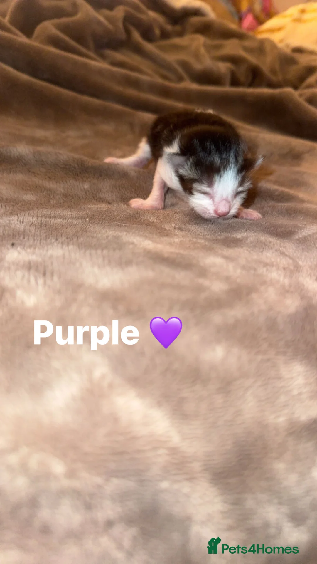 Mixed Breed cats for sale: 🐣 6 E A S T E R kittens 🐣 - Advert 1
