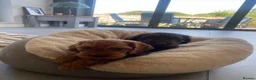 Cockapoo dogs for sale: Two beautiful puppies - Advert 8