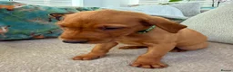 Labrador Retriever dogs for sale: Pedigree Puppies from a Family Home - Advert 15