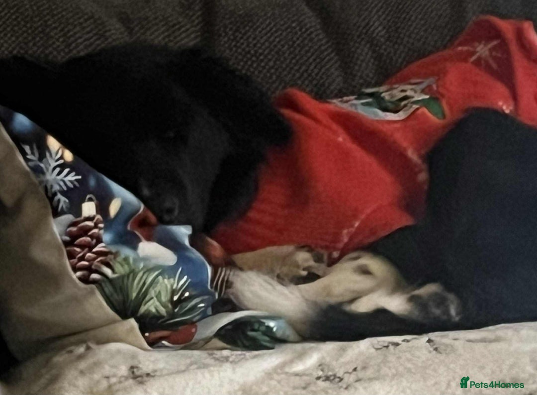 Border Collie dogs for sale: Glyn 8 months old border collie puppy  - Advert 3