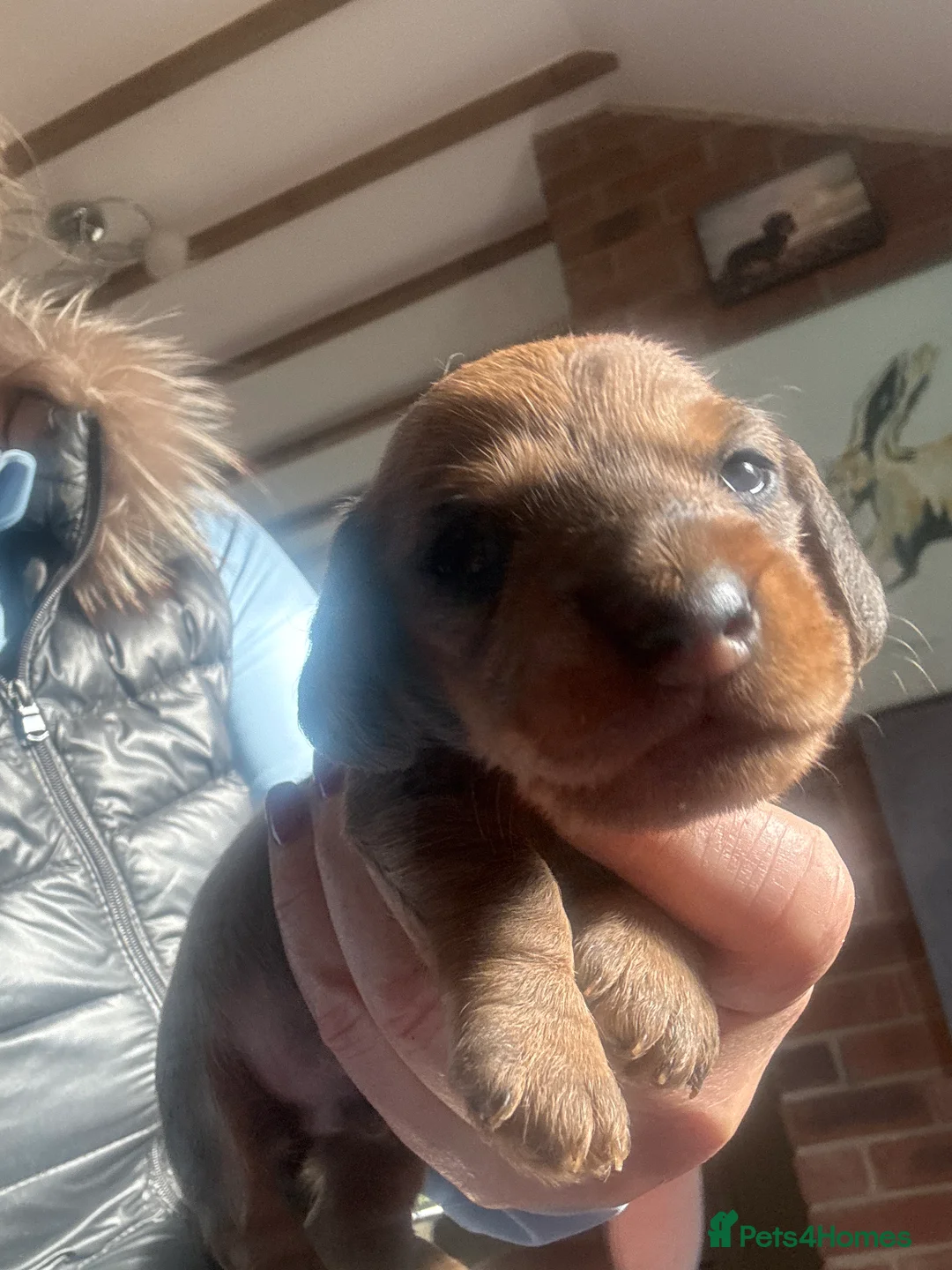 Dachshund dogs for sale: Miniature wire haired dachshunds - Advert 5