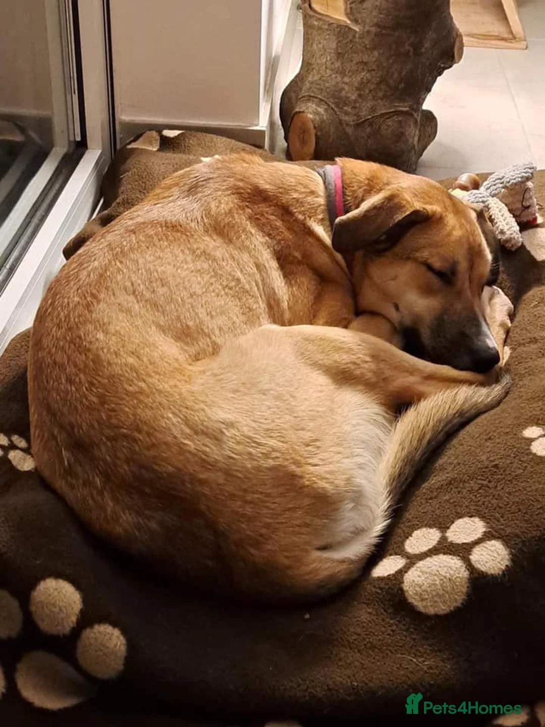Mixed Breed dogs for adoption: Sara - Norwich Norfolk  - Advert 34
