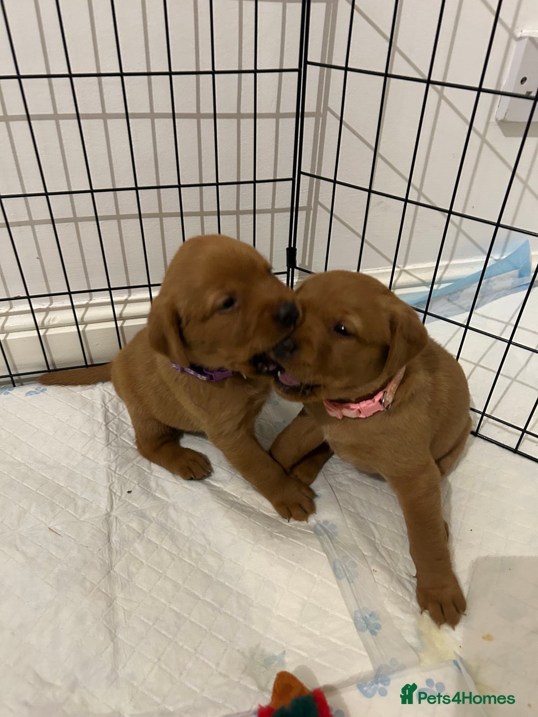 Labrador Retriever dogs for sale: Fox red labrador pups Glasgow  - Advert 27
