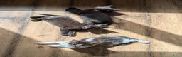 Mixed Breed cats for sale: Lovely, healthy, playful kittens - Advert 4