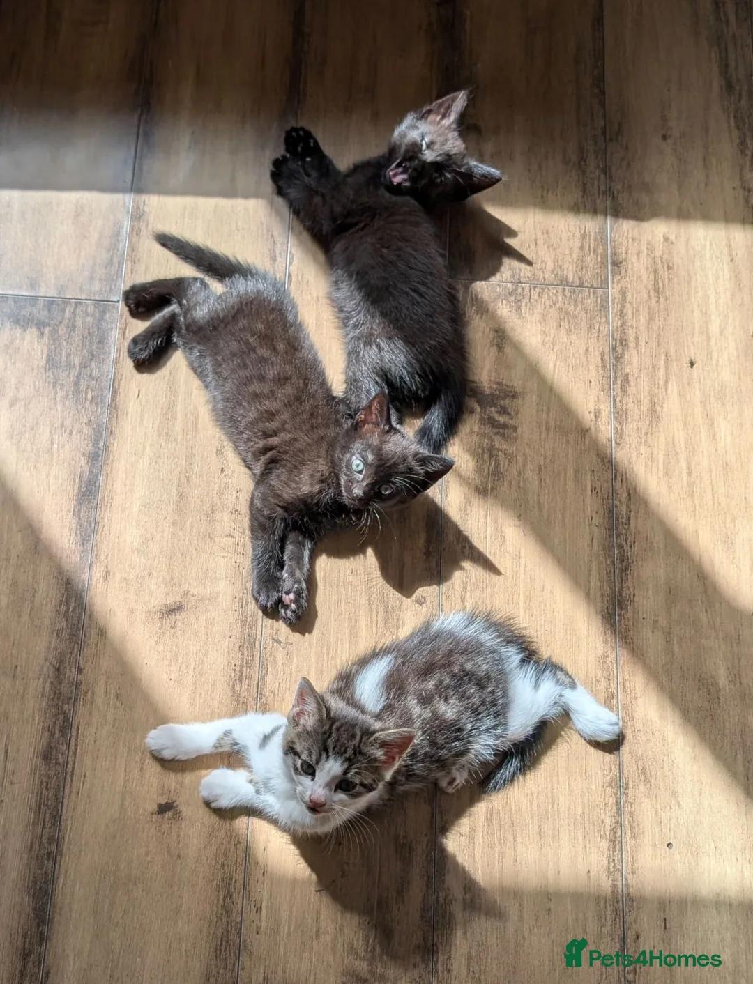 Mixed Breed cats for sale: Lovely, healthy, playful kittens - Advert 4