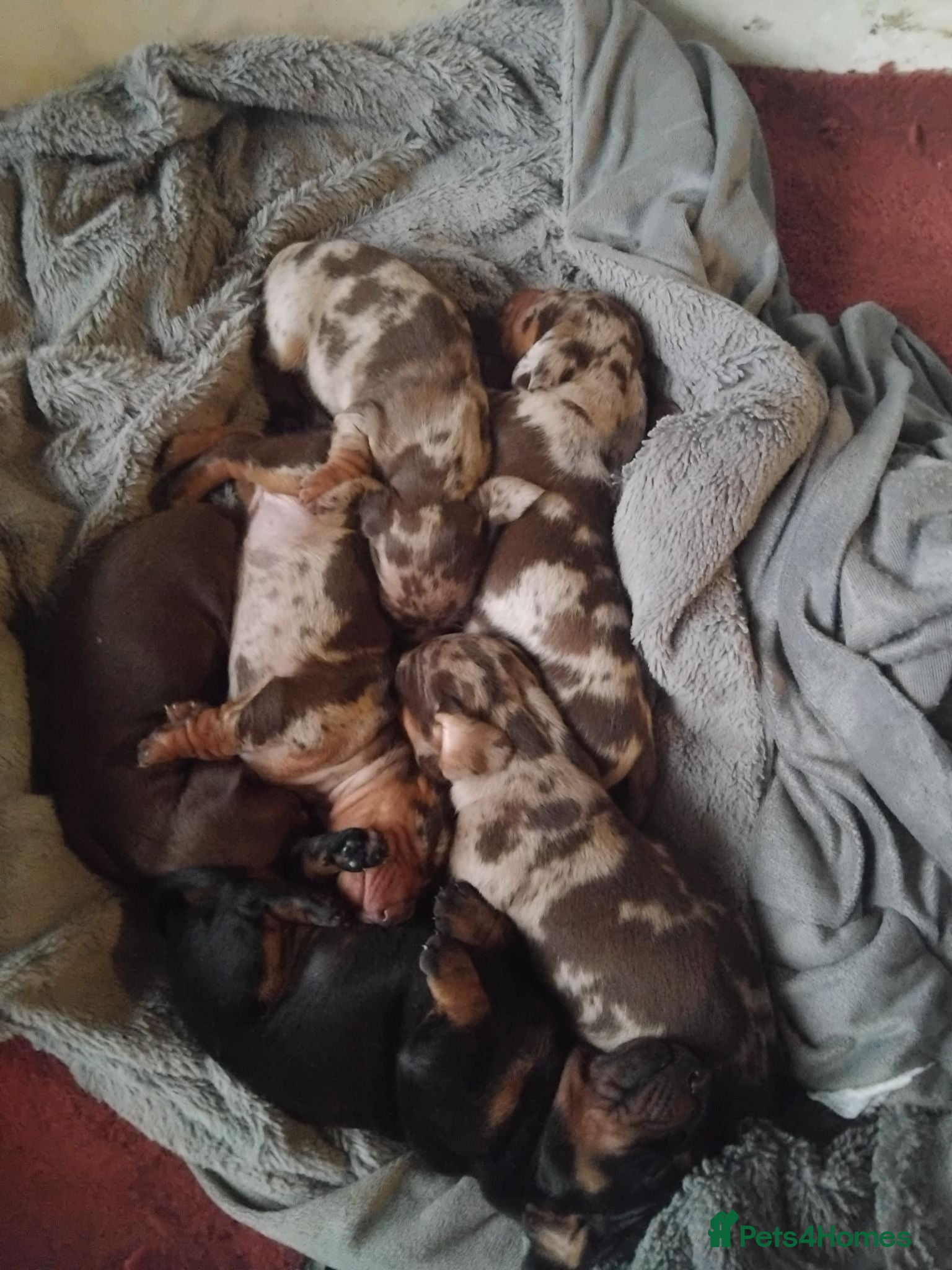 Miniature Dachshund dogs Miniature dashchund puppies  - Advert 2