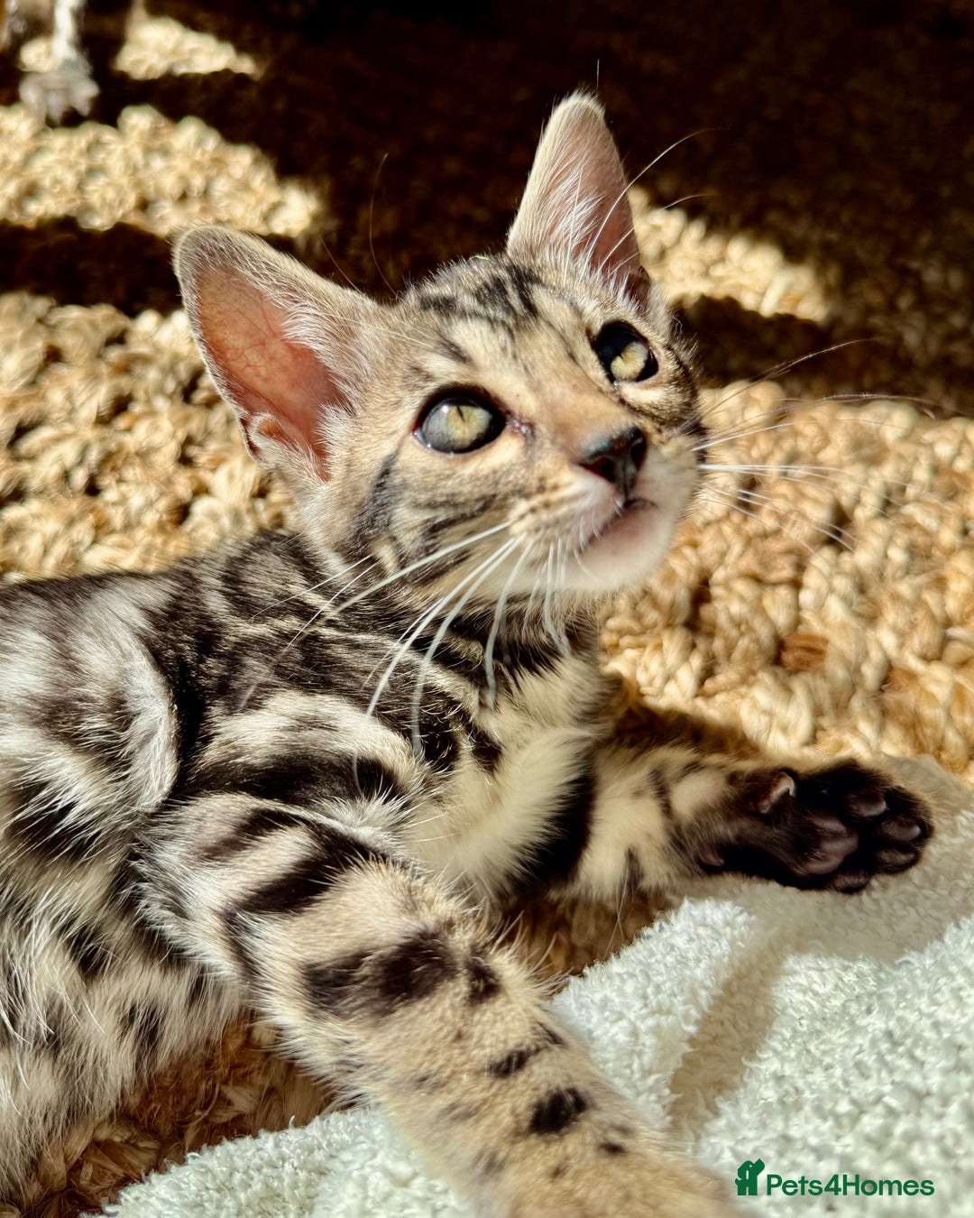 Bengal cats for sale: Stunning Glittered Pedigree Bengal Female TICA reg - Image 12