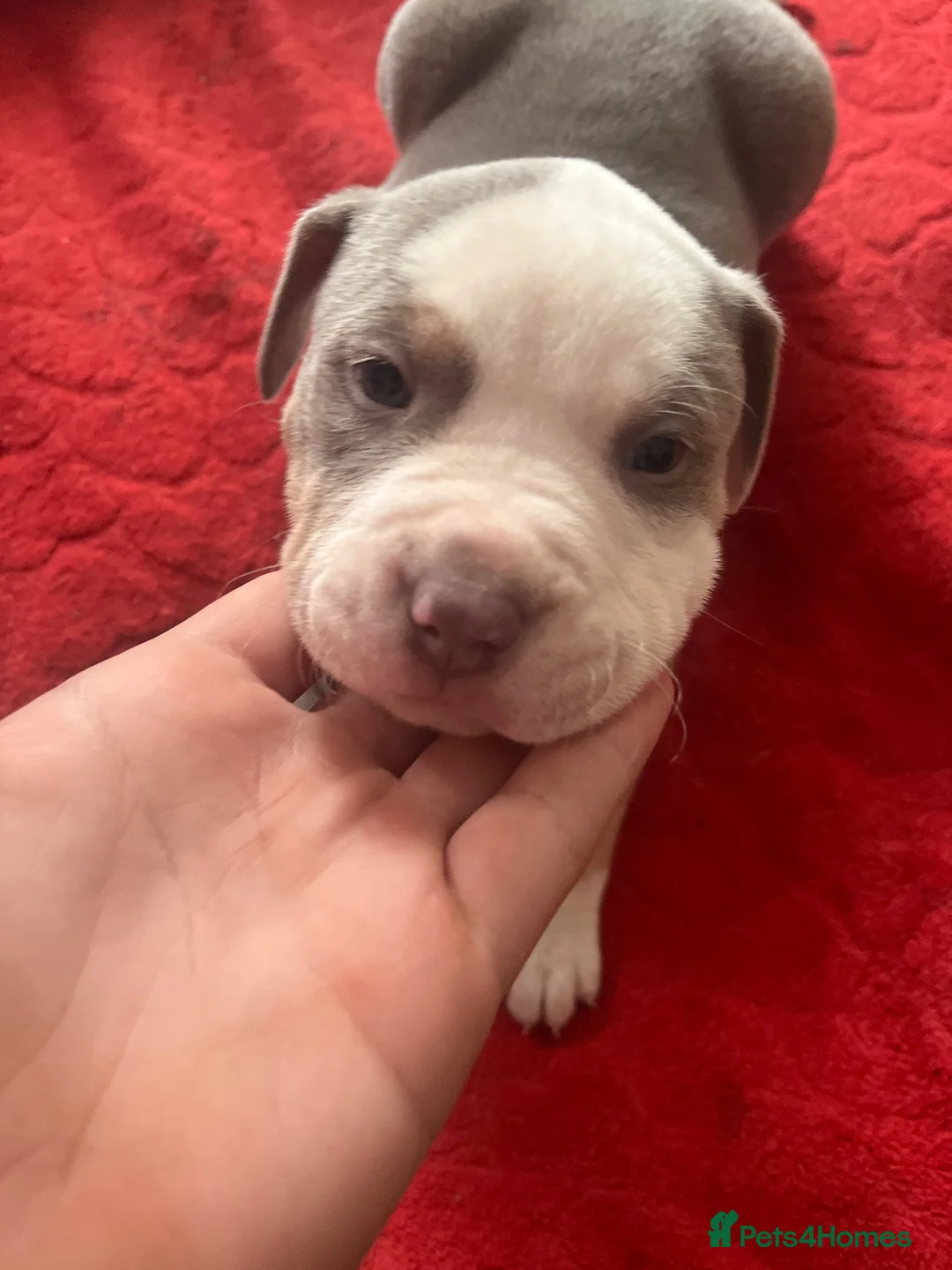 American Bulldog dogs for sale: American bulldog 8 weeks old male. in Sheffield - Advert 4