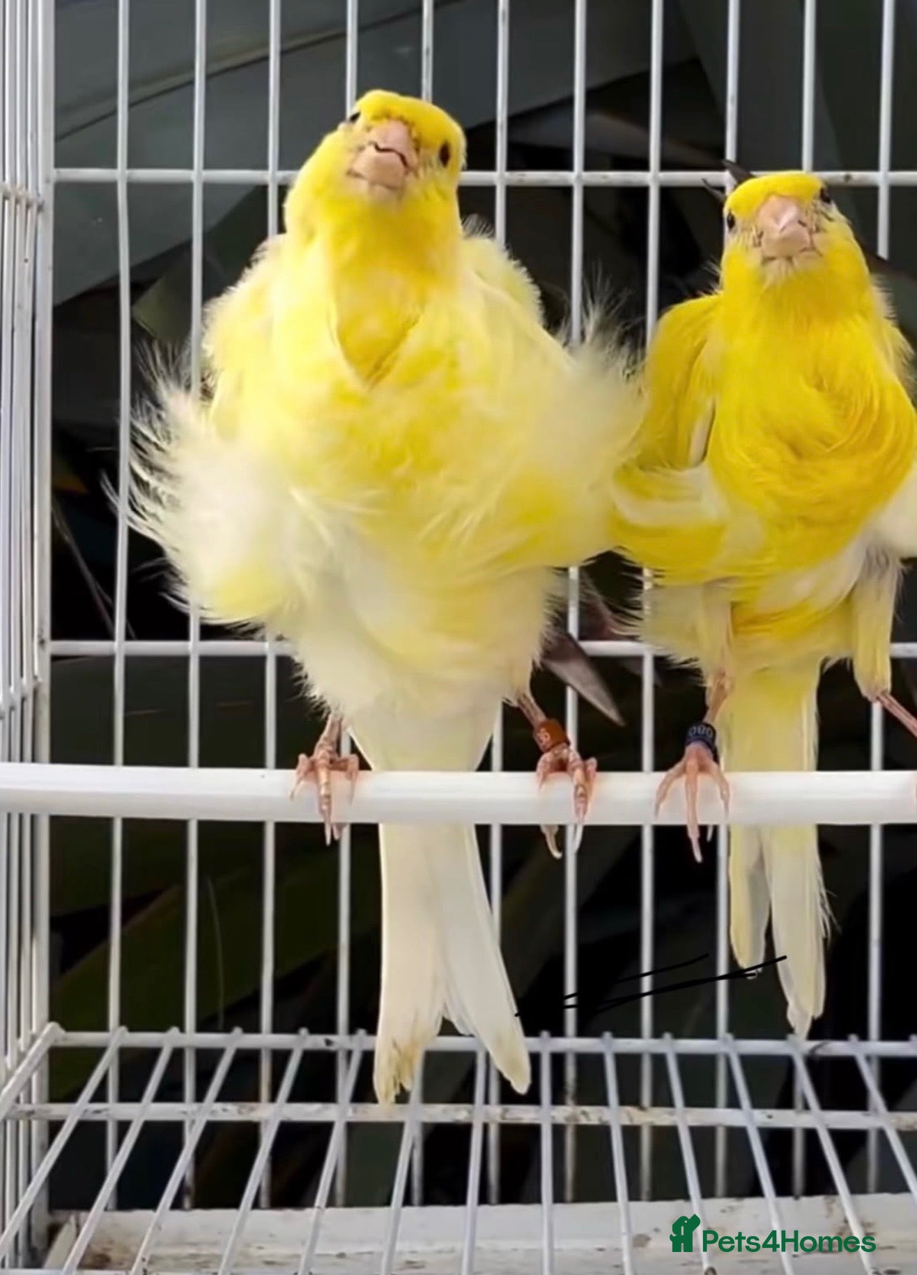 Canaries birds Beautiful Frilled Canaries – Pair with Cage - Advert 1
