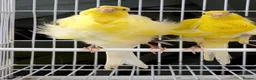 Canaries birds for sale: Beautiful Frilled Canaries – Pair with Cage - Advert 1