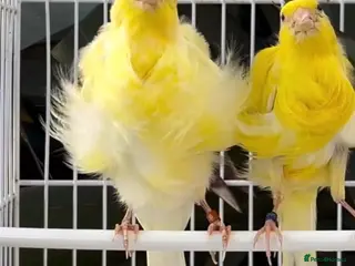Canaries birds Beautiful Frilled Canaries – Pair with Cage - Advert 1