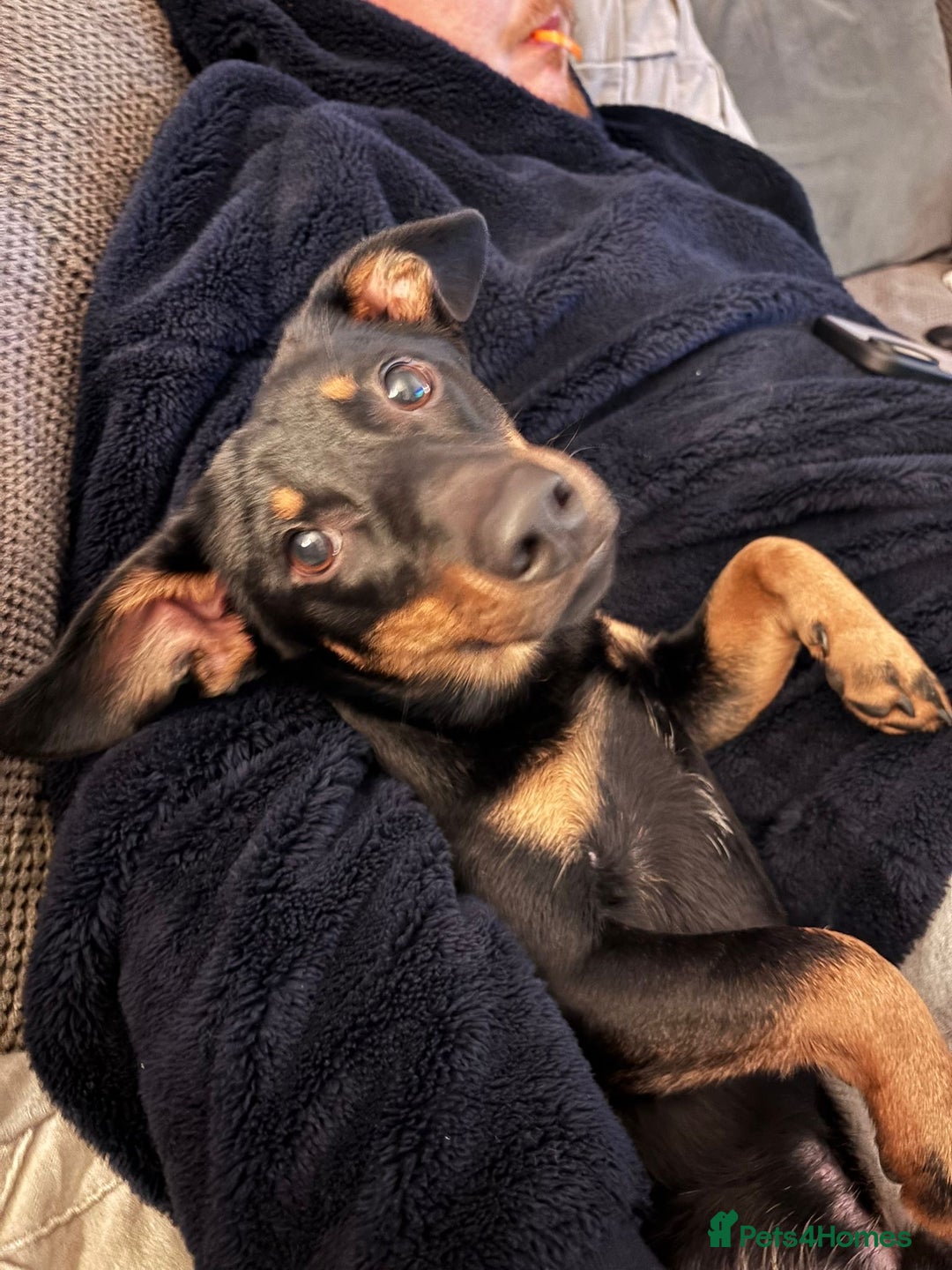 Dachshund dogs for adoption: Rocky needs Love  - Advert 22