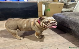 English Bulldog dogs for sale: Pickle the 3yo Merle english bulldog  - Image 1