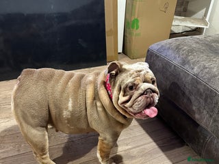 English Bulldog dogs for sale - Advert 1