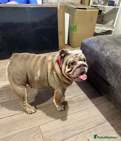 English Bulldog dogs - Advert 1