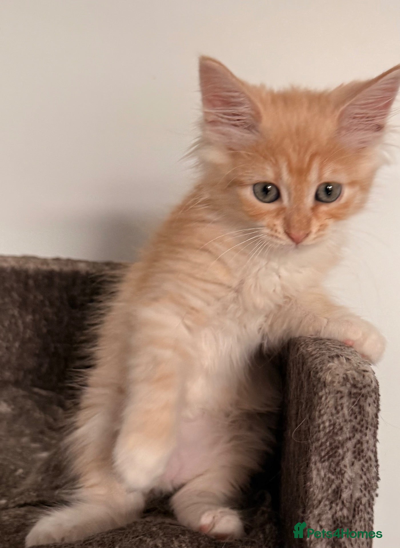 Siberian cats New imported lines Siberian kittens - Advert 1