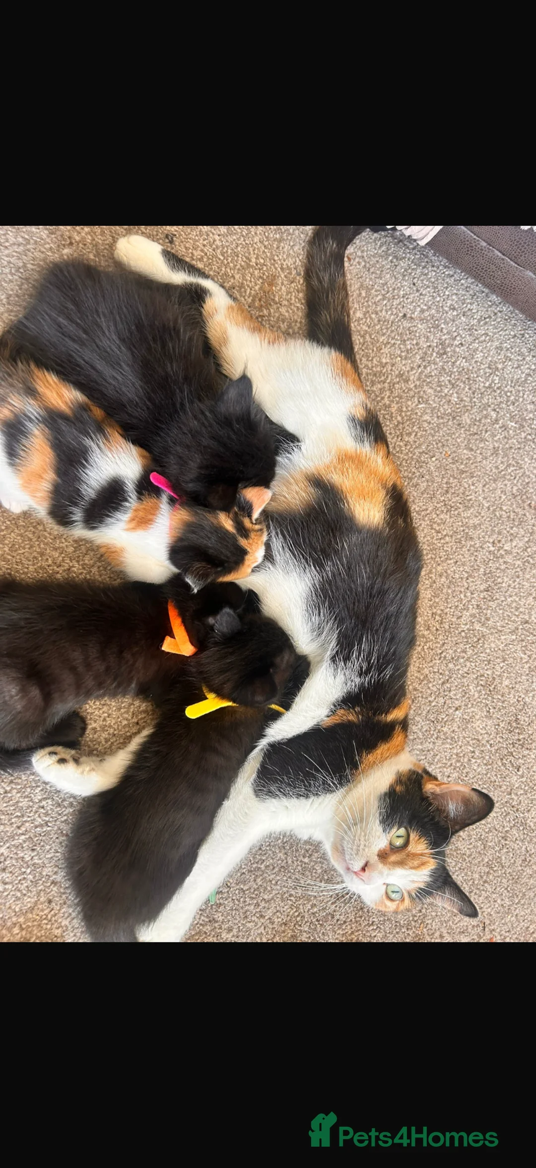 Russian Blue cats for sale: Gorgeous kittens  in Stoke-on-Trent - Advert 1