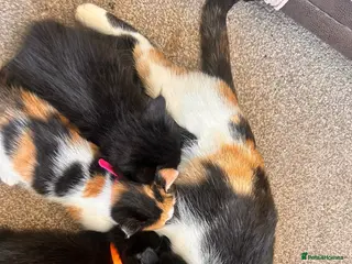 Russian Blue cats Gorgeous kittens - Advert 4