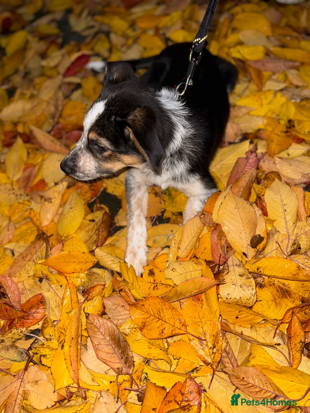 Border Collie dogs for sale: Buddy - Advert 2