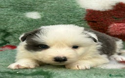 Border Collie dogs for sale: WINNING CRUFTS COMPETITORS. KC REG, HEALTH TESTED - Image 37