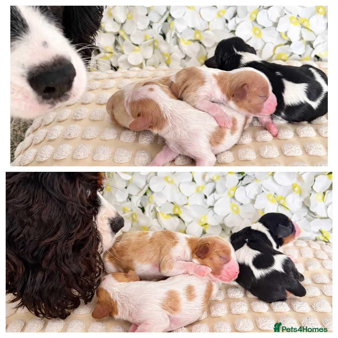 Cavalier King Charles Spaniel dogs for sale: ✨ Beautiful KC Cavalier King Charles Puppies ✨ - Advert 2
