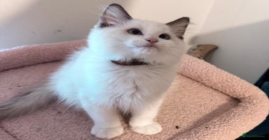 Ragdoll cats - Advert 12