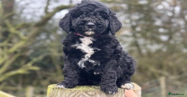 Mixed Breed dogs F1B SAINTBERNADOODLE  FULL VET CHECKED ALL HEALTHY - Advert 4