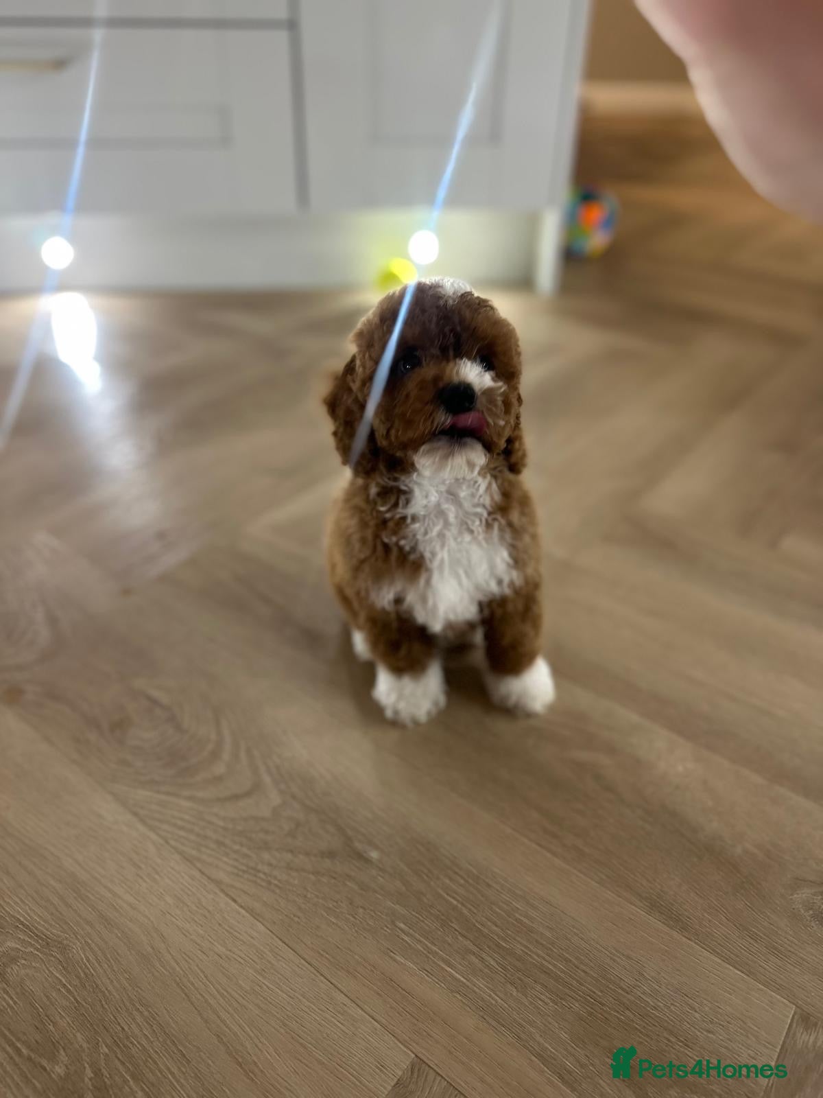 Cockapoo dogs F1B Cockapoo 8 months old  - Advert 2