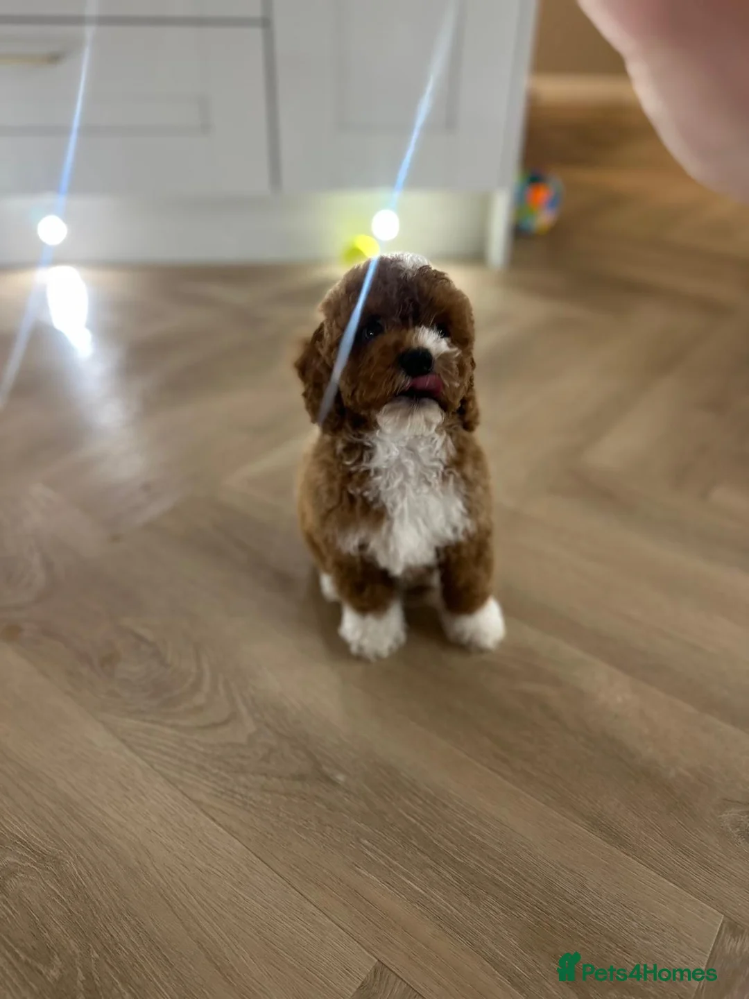Cockapoo dogs for sale: F1B Cockapoo 8 months old  in Huddersfield - Advert 2