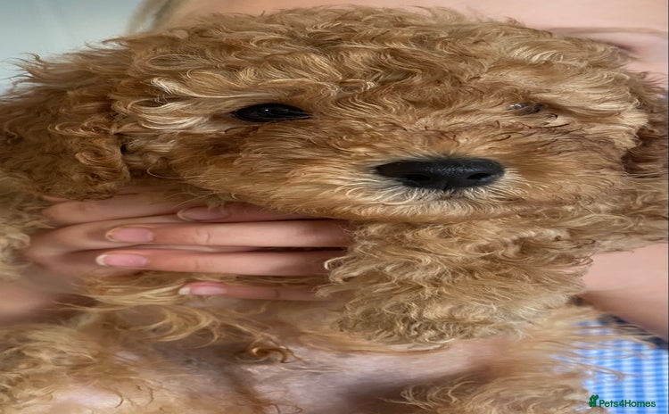 Cavapoo dogs in Nottingham - Advert 15